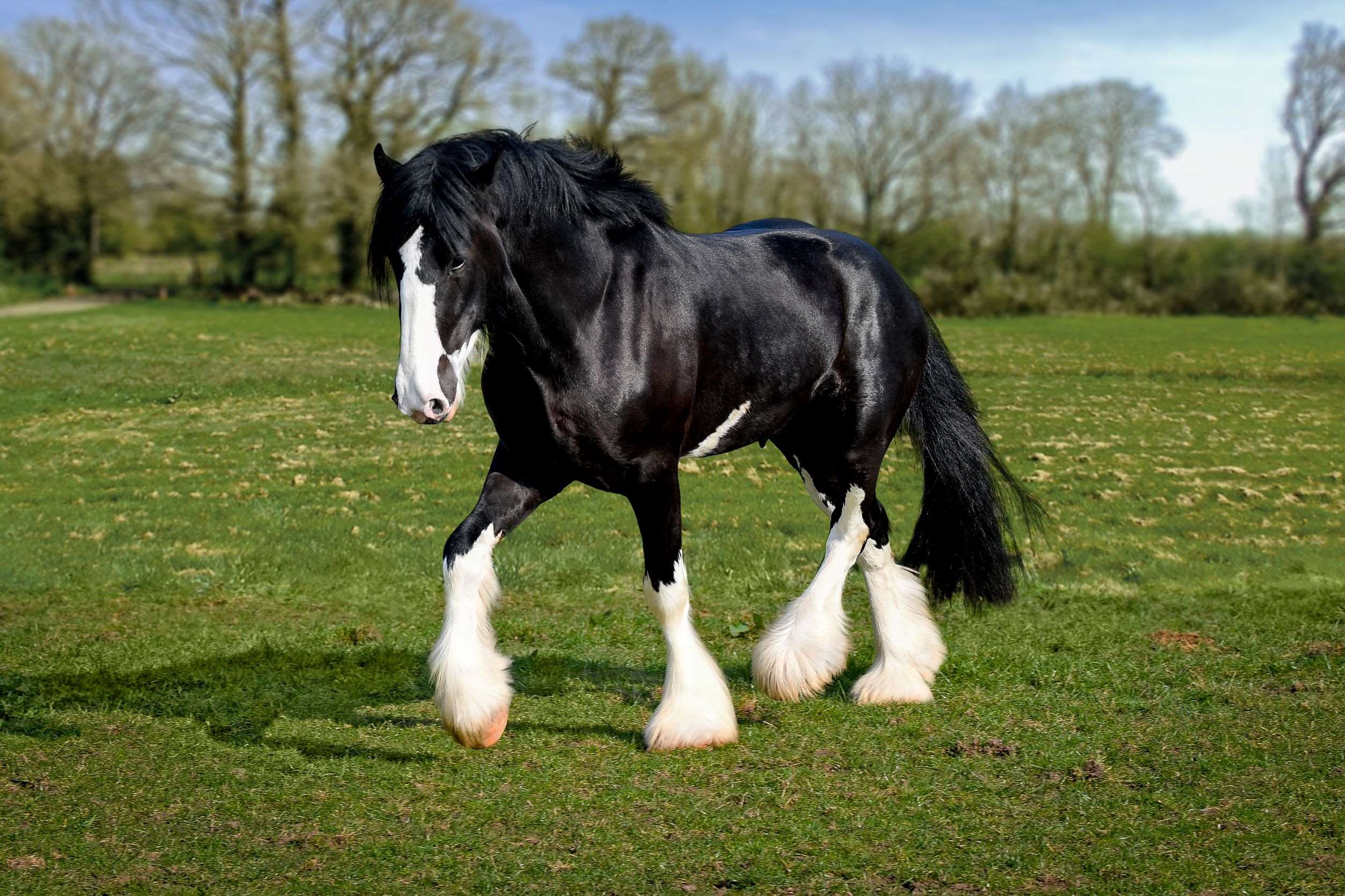 Great Western Reverend Musk Stallion